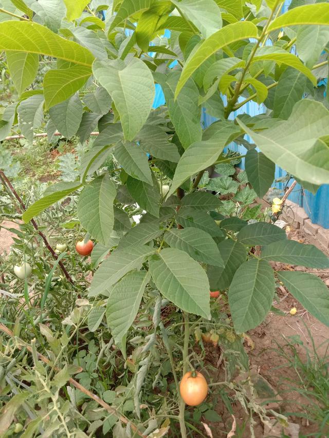 谷雨将至，雨生百谷，农家菜园里种这5种菜，有粮有菜生活愉快