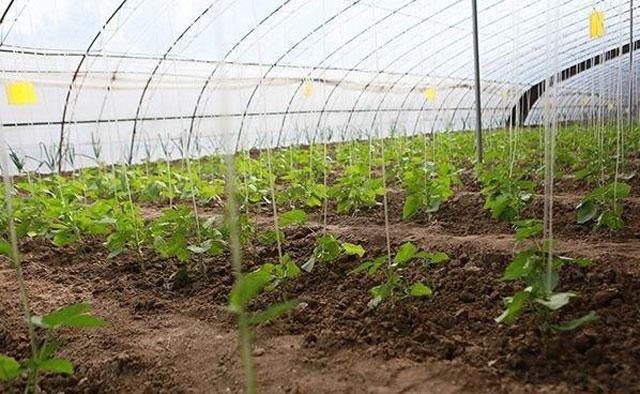 致豆角种植户：豆角红根发生因素有哪些，该如何进行预防治疗呢？