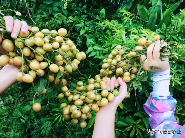 黄皮种类和主要栽培品种，这里有详细介绍，掌握这几点苗木长得好