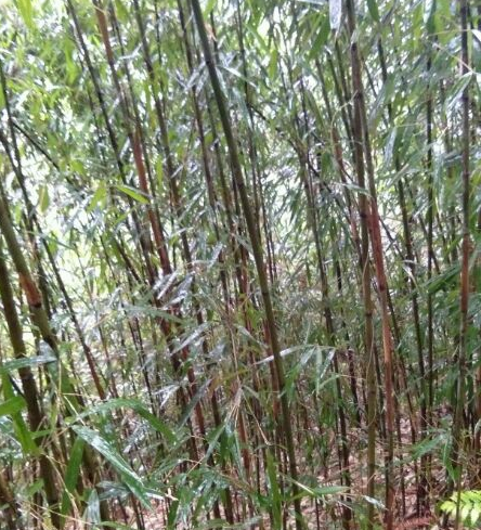 秦岭大山，斑竹种屋前，金竹苦竹做盆栽，农家小舍必备的盆栽