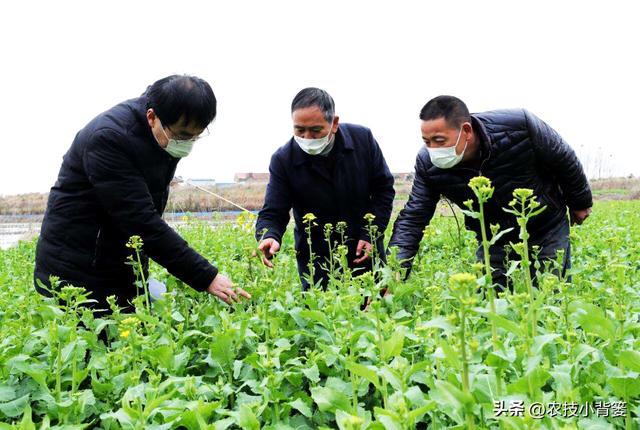 植物新芽嫩叶经常萎、焉、垂、凋、枯是怎么回事？怎样防治解决？