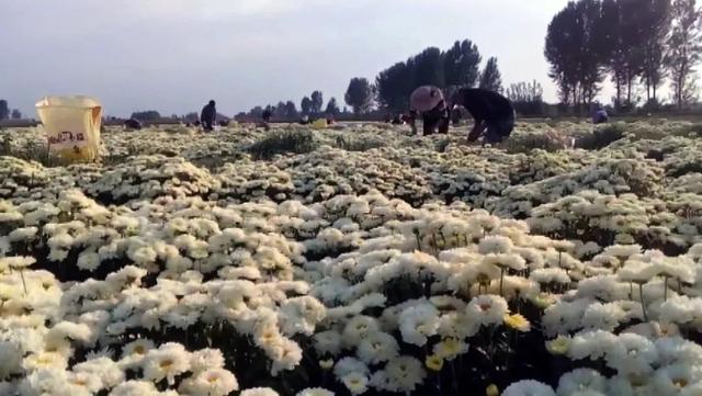 四大怀药之乡，金秋菊花飘香