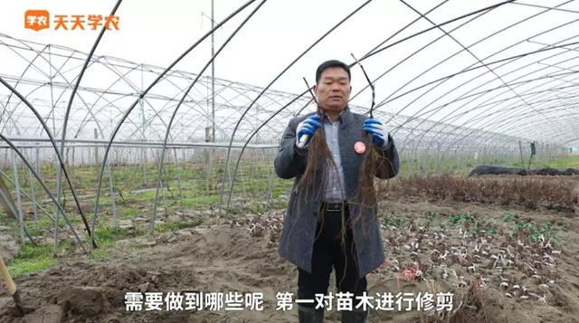 葡萄苗木的准备、定植与管理，原来要这样做才行！新建园别错过