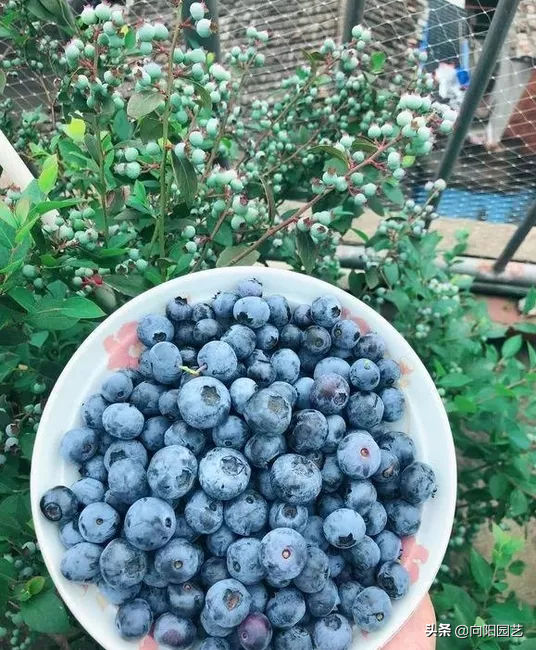 种的蓝莓不结果？定期喂点“硫磺水”，结果多，营养又美味