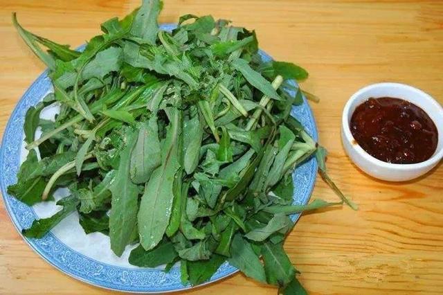 北方常见的野菜，叶子长得像苦菜，一斤20元，人工种植成致富新路