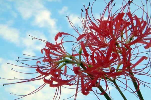 这花听名字没人敢养，每每开花艳丽得很，成片开花“花色”红艳