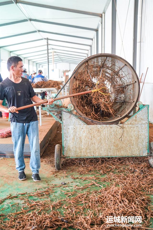 运城万荣：中药材加工忙