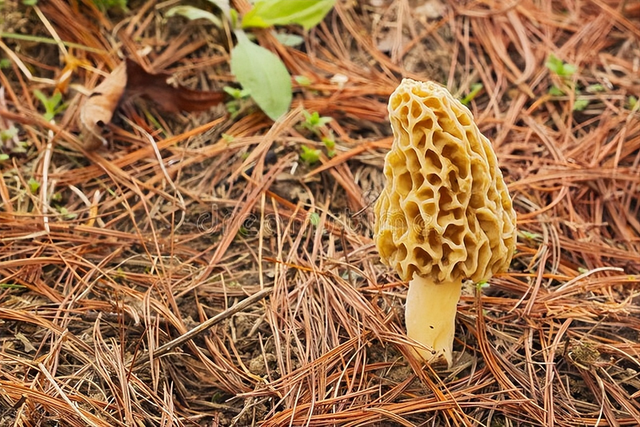 种植羊肚菌要注意什么？有哪些管理要求？