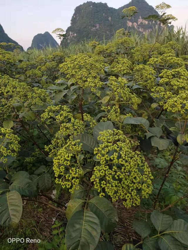 自家种植的高品质吴茱萸