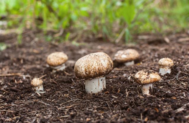 香菇种植技术及病虫害防治，这些方法掌握住，丰收不用愁