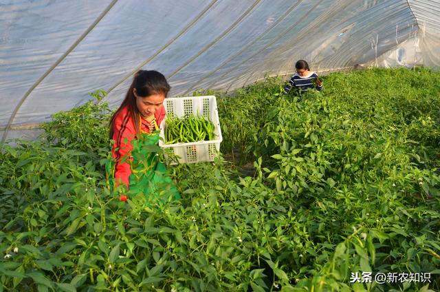 辣椒塑料大棚早熟栽培技术！提高塑料大棚辣椒种植水平