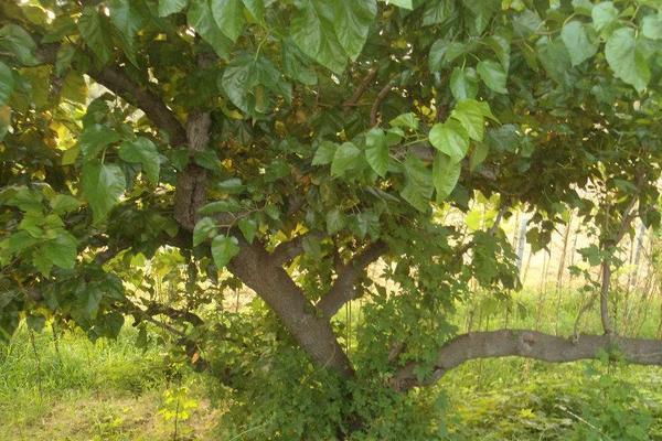 山上适合种植什么？这5种植物经济效益高