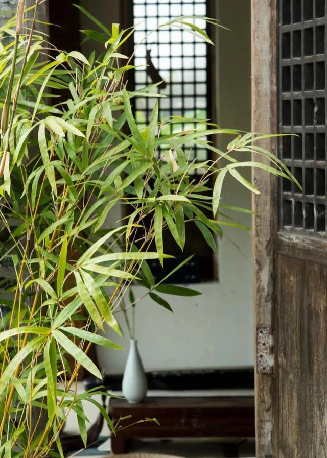 庭院里种竹子的小技巧