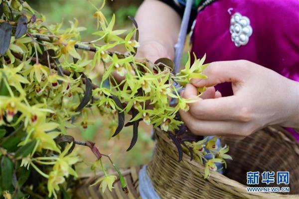 贵州锦屏：“林中生态经济”造福村民