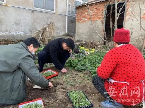 种植一棵也违法！春耕春播警惕毒品原植物