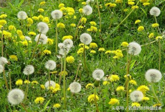 蒲公英种植每亩收入2万元，种植蒲公英前景好看