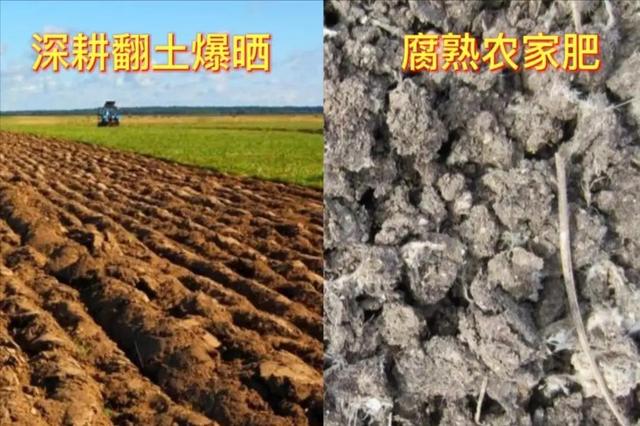 如何在露地栽培高产量卷心菜呢？此方法简单、独特、高收益