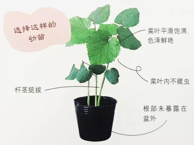 想再去阳台上种秋葵，5分钟看懂秋葵的基本种植方法