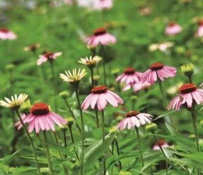 家里阳台种点啥？66种推荐植物在此