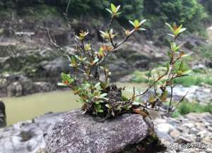 盆栽杨梅种植的方法-野生水杨梅做盆景，选择“致残”造型，美其名曰为“景致”