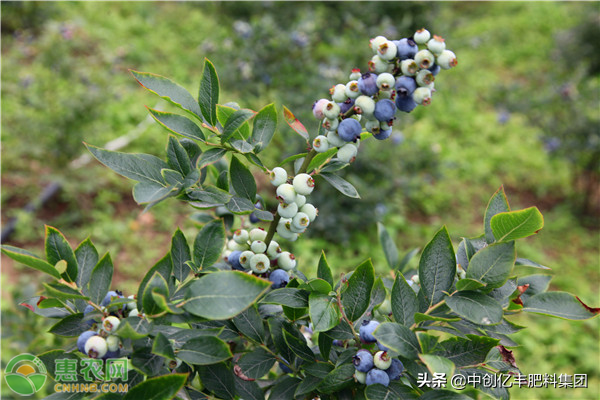 家庭盆栽蓝莓种植方法