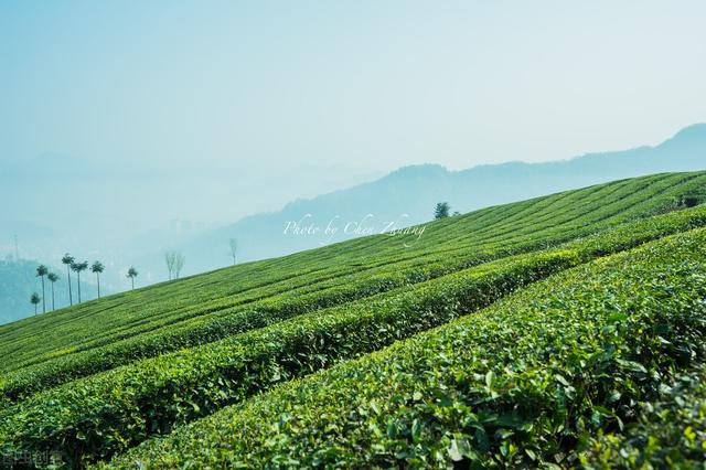 茶树良种无性繁育技术，做好母树培育和苗圃管理，促进茶树的生长