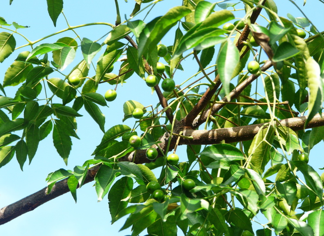 农村1种植物，人称苦楝树，果实立冬后成熟，价值极高