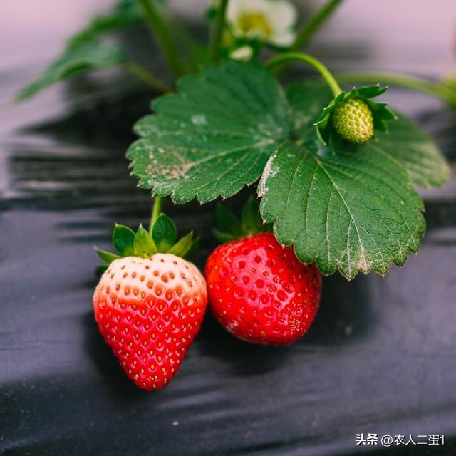打造家庭绿色田园：草莓种植方法技巧全攻略