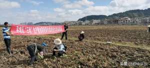 油菜种植培训-平坝区农技人员深入田间地头开展推广油菜轻简化栽培技术培训