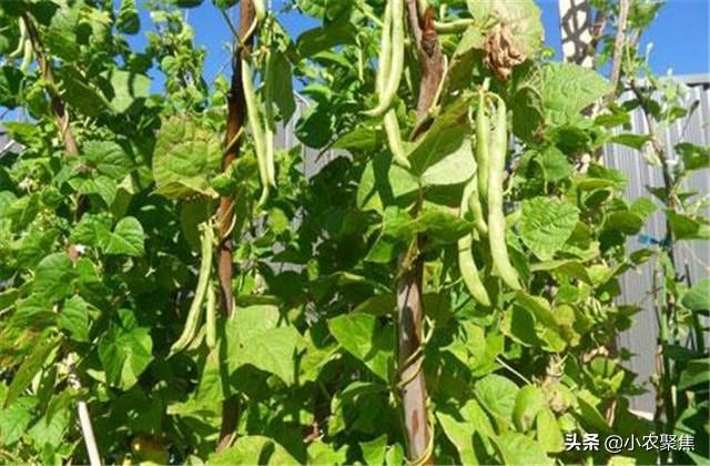 芸豆栽培技术要点，种植技术解析，不重视起来可不行