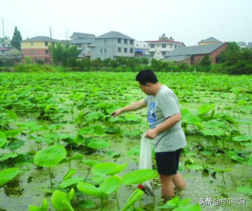 水田种莲藕产量低？给你4个栽培条件、7个育苗方法、9个高产技术