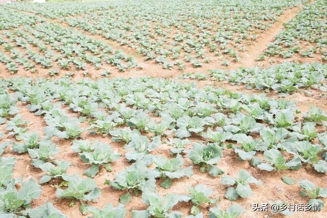 种植大白菜浇水有讲究，三水齐苗、五水定棵，农村自古老话