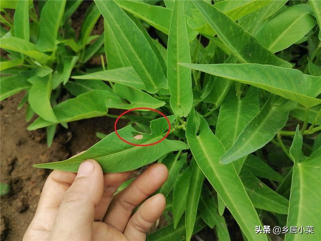 较粘泥土不好种菜？夏种空心菜，前期多松土施液肥，茂盛后防害虫