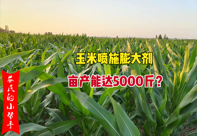 玉米喷施膨大剂，亩产能达5000斤？事实是真是假？别被“忽悠”了