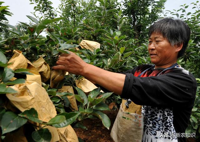 果树种植新技术要点，省时又省力（特别实用）