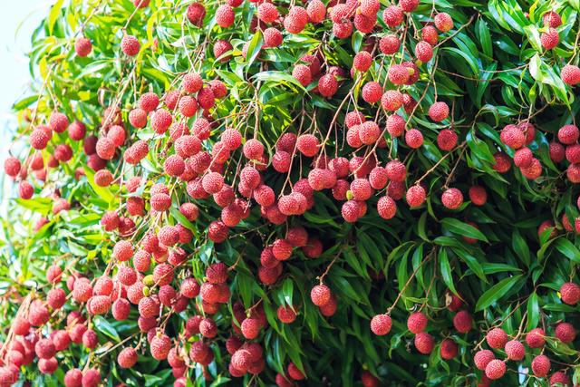 农村种植荔枝的栽培管理、病虫害防治，高效技术要果农要掌握？