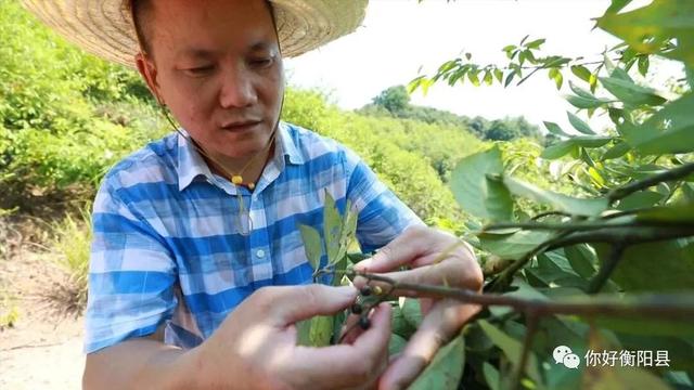 荒山上种山胡椒，衡阳县一偏远山村年入百万