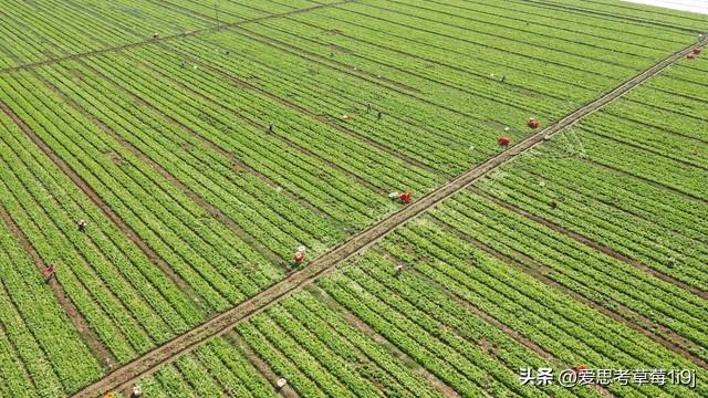 黑龙江、陕西和新疆这三个地方，农业都是当地的主产业之一