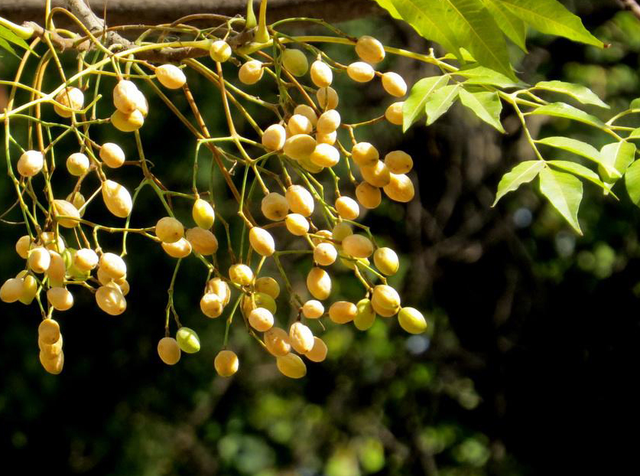 农村1种植物，人称苦楝树，果实立冬后成熟，价值极高