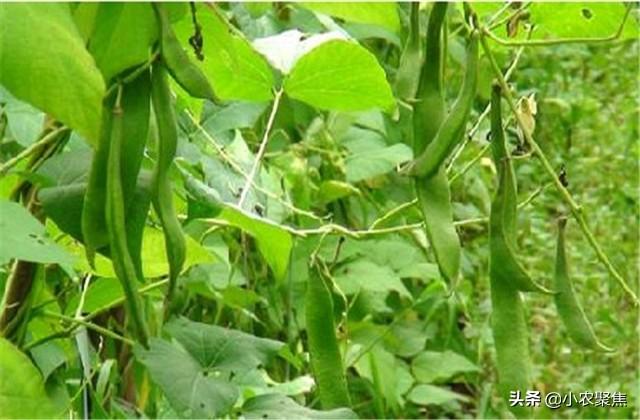 芸豆栽培技术要点，种植技术解析，不重视起来可不行