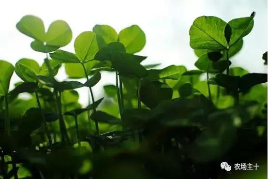 十种优质牧草及其栽培技术（上）