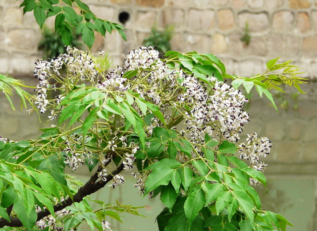 农村1种植物，人称苦楝树，果实立冬后成熟，价值极高