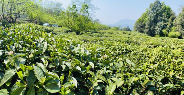 「丽江热线」种植茶叶1.2万亩，茶农增收910万元……丽江这里的村民走上致富路