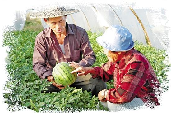 庆祝改革开放四十周年特刊丨牟官顺：追着太阳种西瓜