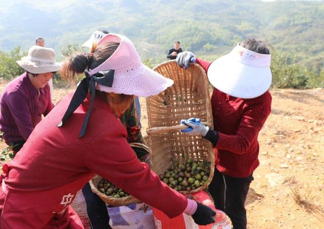 通山：正是油茶丰收时