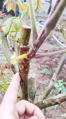 核桃苗的种植方法-夏季方块形芽接核桃大树及栽培措施详解