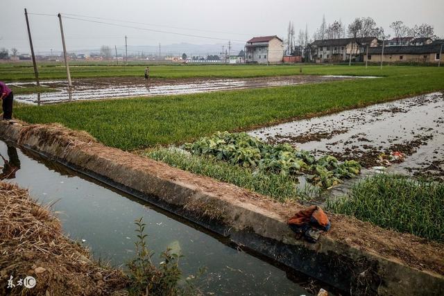 黏土地，小麦刚露头可否适合冬灌？