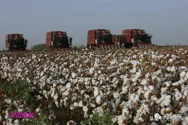 看看新疆兵团种植棉花的现代化技术