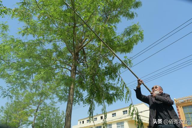 长在树上的野菜，滥采摘会被列入“黑名单”，如今愈发珍贵