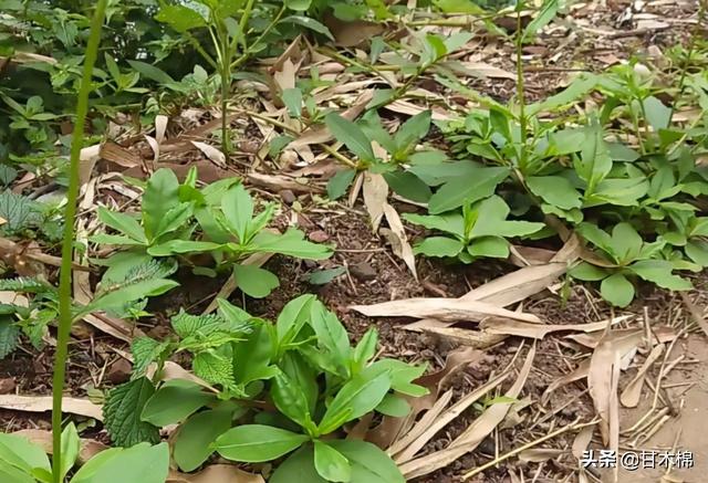 山野田间有1种植物，根似人参，可煲汤食用，嫩叶也可作野菜炒食